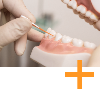 Oralchirurgie Modell